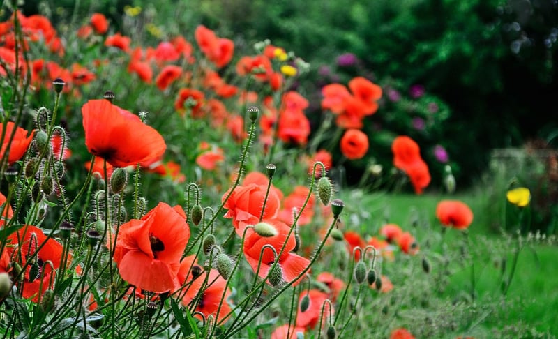 Floral Delicacies