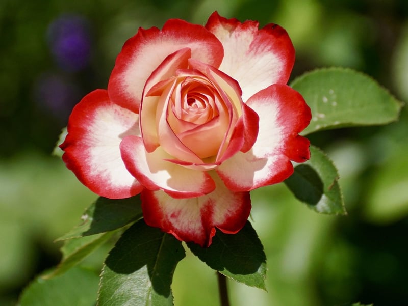 Roses